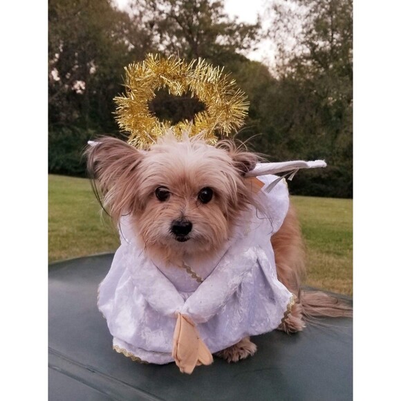 California Costumes Other - Heavenly Hound Dog Angel Costume -SMALL - Halloween Christmas